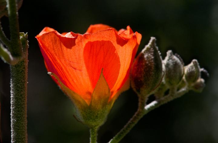 Apricot Mallow, Sphaeralcea ambigua 0611.jpg - Copyright 2010 DonJacobson